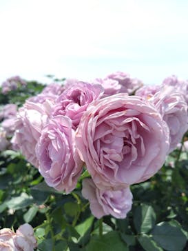 京成バラ園に投稿された画像（2025/5/22）