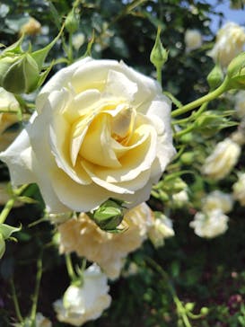 京成バラ園に投稿された画像（2025/5/22）