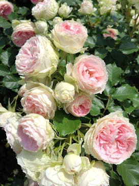 京成バラ園に投稿された画像（2025/5/22）