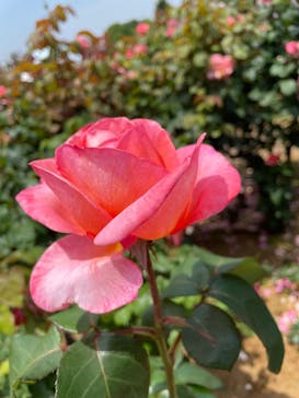 京成バラ園に投稿された画像（2025/5/22）