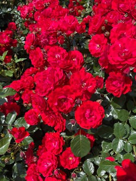 京成バラ園に投稿された画像（2025/5/22）