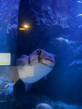 マクセル アクアパーク品川に投稿された画像（2025/5/22）