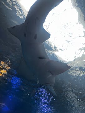 マクセル アクアパーク品川に投稿された画像（2025/5/22）