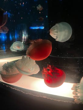 マクセル アクアパーク品川に投稿された画像（2025/5/22）