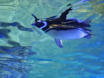 すみだ水族館に投稿された画像（2025/5/22）