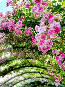 横浜イングリッシュガーデンに投稿された画像（2025/5/22）