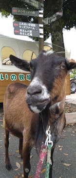 まかいの牧場に投稿された画像（2025/5/22）