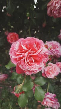 京成バラ園に投稿された画像（2025/5/22）