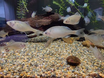 世界淡水魚園水族館　アクア・トトぎふに投稿された画像（2025/5/22）