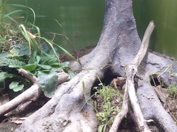 世界淡水魚園水族館　アクア・トトぎふに投稿された画像（2025/5/22）