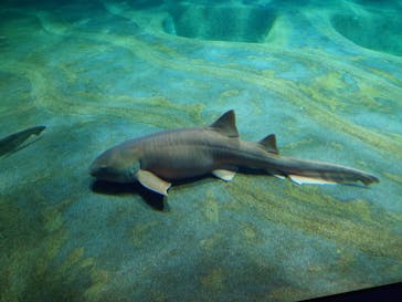 アクアワールド茨城県大洗水族館に投稿された画像（2025/5/22）