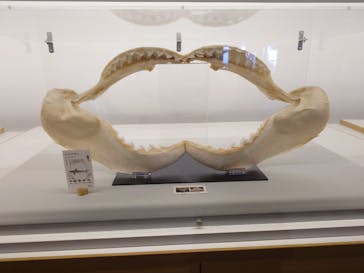 アクアワールド茨城県大洗水族館に投稿された画像（2025/5/22）