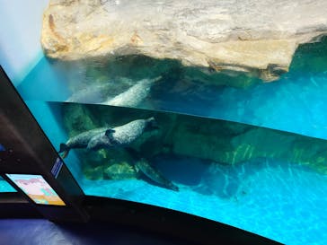 アクアワールド茨城県大洗水族館に投稿された画像（2025/5/22）