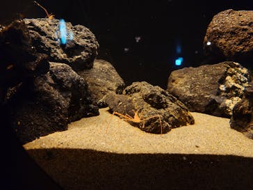 環境水族館アクアマリンふくしまに投稿された画像（2025/5/22）