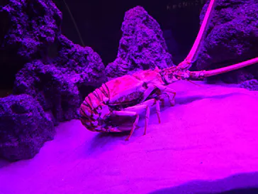 仙台うみの杜水族館に投稿された画像（2025/5/22）