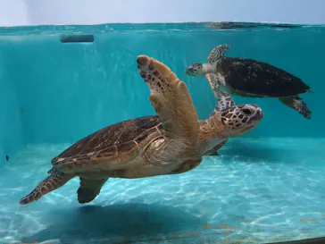 仙台うみの杜水族館に投稿された画像（2025/5/22）