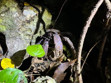 COCO宮古島に投稿された画像（2025/5/22）