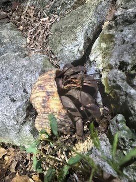 COCO宮古島に投稿された画像（2025/5/22）