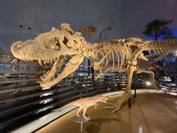 福井県立恐竜博物館に投稿された画像（2025/5/22）