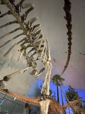 福井県立恐竜博物館に投稿された画像（2025/5/23）