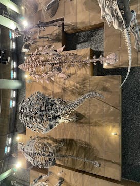 福井県立恐竜博物館に投稿された画像（2025/5/23）