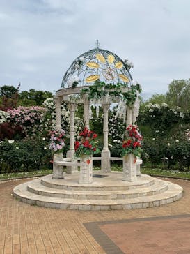 京成バラ園に投稿された画像（2025/5/23）