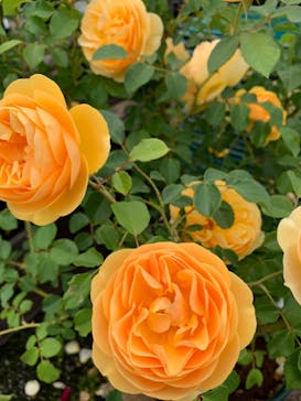 京成バラ園に投稿された画像（2025/5/23）