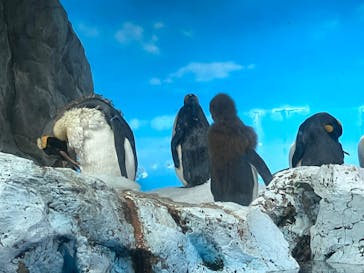 鴨川シーワールドに投稿された画像（2025/5/23）