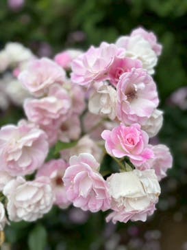 横浜イングリッシュガーデンに投稿された画像（2025/5/23）