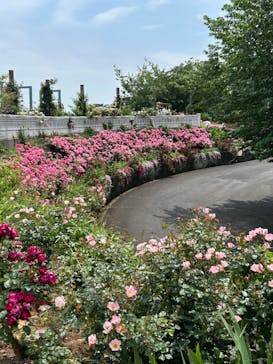 ACAO FORESTに投稿された画像（2025/5/23）