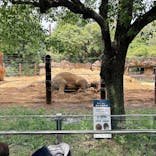 恩賜上野動物園に投稿された画像（2025/5/23）