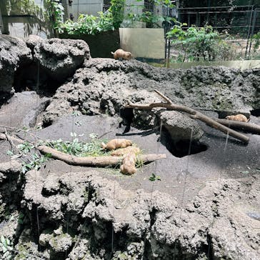 恩賜上野動物園に投稿された画像（2025/5/23）