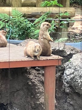 恩賜上野動物園に投稿された画像（2025/5/23）
