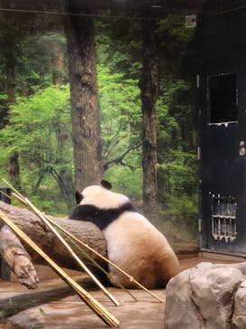 恩賜上野動物園に投稿された画像（2025/5/23）