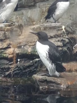 葛西臨海水族園に投稿された画像（2025/5/23）