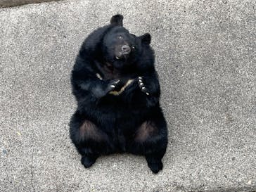 奥飛騨クマ牧場に投稿された画像（2025/5/23）