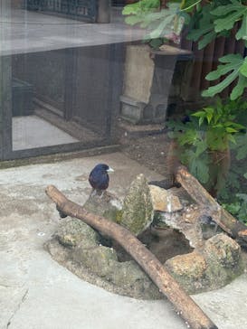 恩賜上野動物園に投稿された画像（2025/5/23）