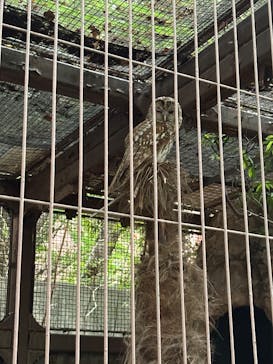 恩賜上野動物園に投稿された画像（2025/5/23）