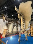 福井県立恐竜博物館に投稿された画像（2025/5/23）