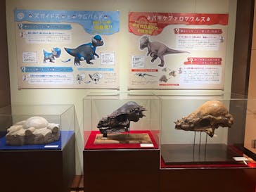 福井県立恐竜博物館に投稿された画像（2025/5/23）