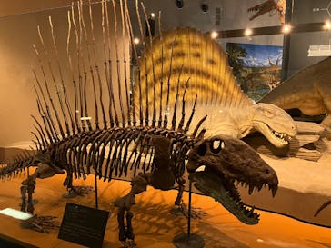 福井県立恐竜博物館に投稿された画像（2025/5/23）
