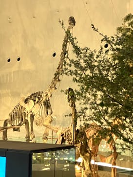 福井県立恐竜博物館に投稿された画像（2025/5/23）