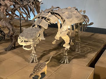 福井県立恐竜博物館に投稿された画像（2025/5/23）