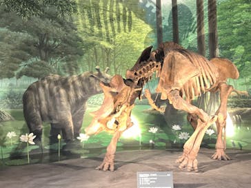 福井県立恐竜博物館に投稿された画像（2025/5/23）