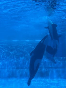 名古屋港水族館に投稿された画像（2025/5/23）