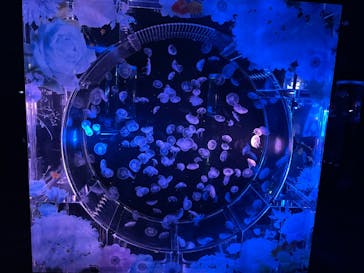 マクセル アクアパーク品川に投稿された画像（2025/5/23）