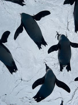 サンシャイン水族館に投稿された画像（2025/5/23）