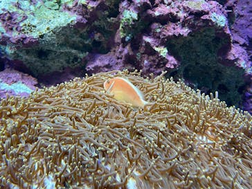 サンシャイン水族館に投稿された画像（2025/5/23）