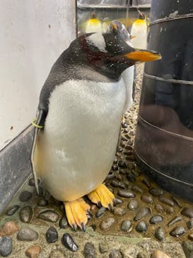 越前松島水族館に投稿された画像（2025/5/23）