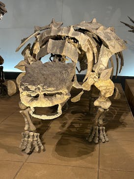 福井県立恐竜博物館に投稿された画像（2025/5/23）